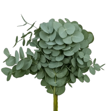 Cinerea — Эвкалипт Цинереа (Серебристый эвкалипт) 10 вет/букет