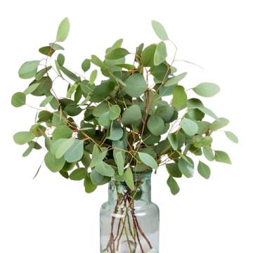 Populus — Эвкалипт Популус (40 см) 10вет/букет