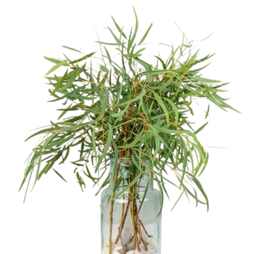 Эвкалипт Николли (Nicolli), 40–50 см, 10 вет/букет