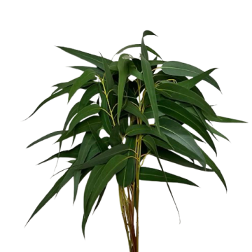 Эвкалипт Victoria —  40-45 см. 10вет/букет