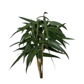 Эвкалипт Victoria —  60-70 см. 10вет/букет