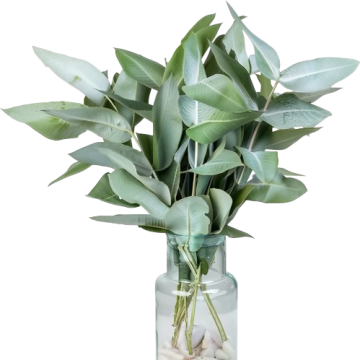 Эвкалипт Robusta (Робуста) длина 40.50.55.60 см. 10 вет/букет