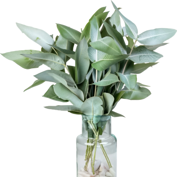 Эвкалипт Robusta (Робуста) длина 70 см. 10 вет/букет