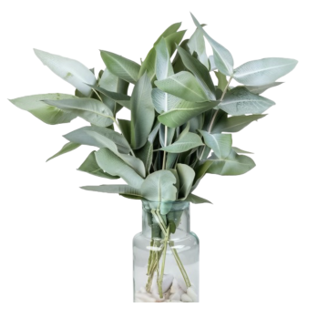 Эвкалипт Robusta (Робуста) длина 80 см. 10 вет/букет