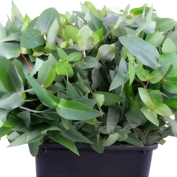 Эвкалипт Robusta (Робуста разветвленная ) длина 45 см букет 10 веточек