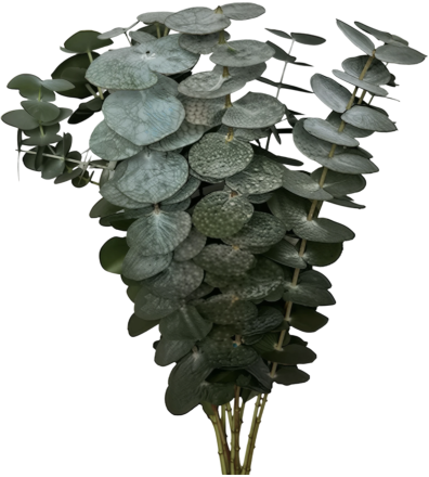 Эвкалипт Pulveranta/Пульверанта (Пыльчатый эвкалипт) 55-70см. 10 вет/букет