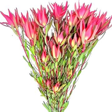 Leucadendron Safari Sunset (Blush) 40-80 см 10вет/букет