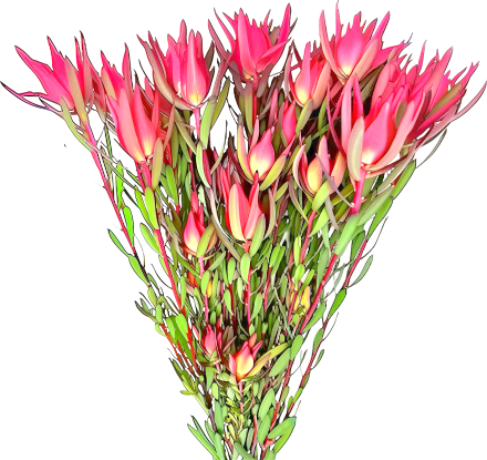 Leucadendron Safari Sunset (Blush) 40-80 см 10вет/букет