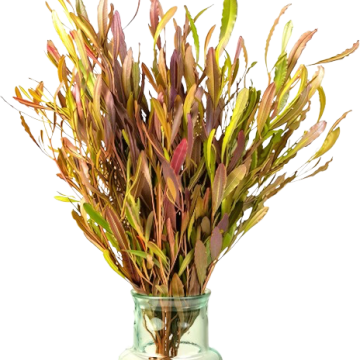 Leucadendron Safari Sunset (Dodonea) 40-80 см 10вет/букет