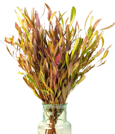Leucadendron Safari Sunset (Dodonea) 40-80 см 10вет/букет