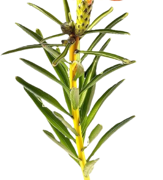 Нутанс (Nutans) 30-45 см 10вет/букет