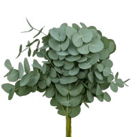 Eucalyptus (Эвкалипт)