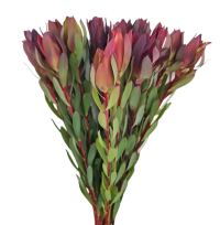 Леукадендрон / Протея / Нутанс