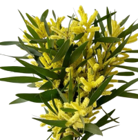 Хвойные и Декоративные травы ( Pine / Grasses)